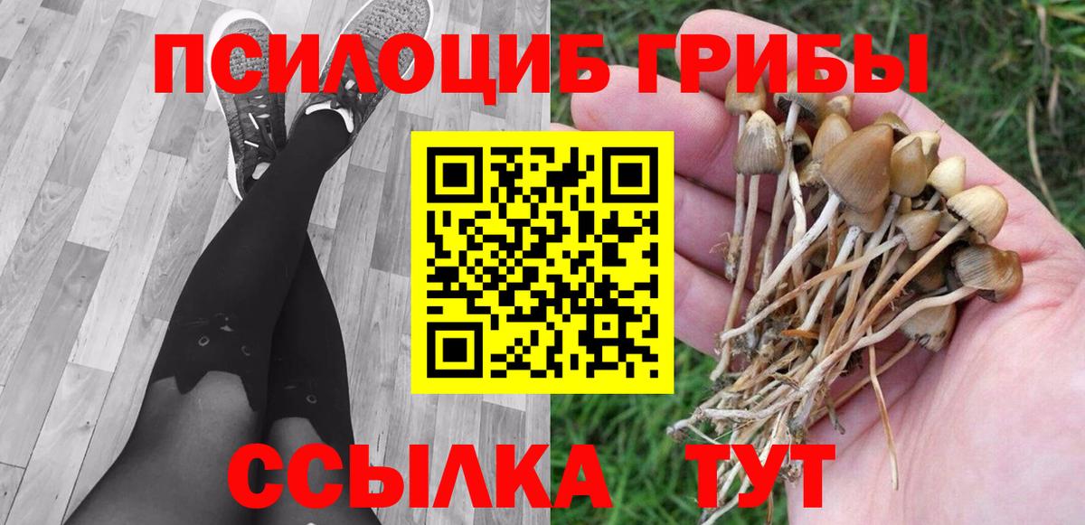 Галлюциногенные грибы Psilocybe Волхов